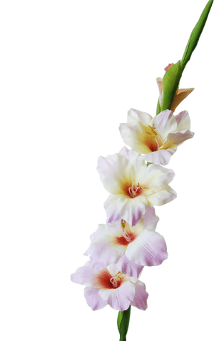 Gladiolus - Portable Network Graphics, HD Png Download PNG with transparent background