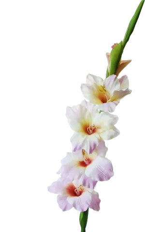 Pale Pink Gladiolus Flowers PNG Image