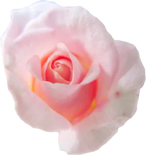 Pale Pink Rose Isolated Background PNG Image