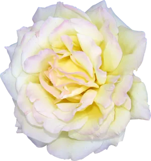 Pale Yellow Rose Isolated Background.png PNG Image