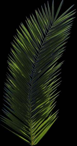 Palm Tree Png Image - Real Palm Leaf Png, Transparent Png PNG image with transparent background