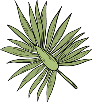 Palm Leaf Clipart, HD Png Download PNG image with transparent background