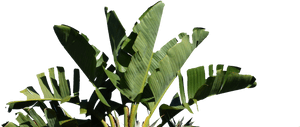 Palm - Strelitzia Nicolai Png, Transparent Png PNG image with transparent background