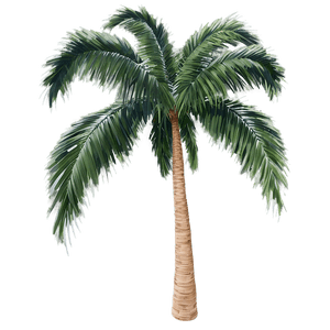 palm tree b PNG image with transparent background