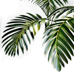 Palm Tree Leaf PNG nhx88 PNG image with transparent background