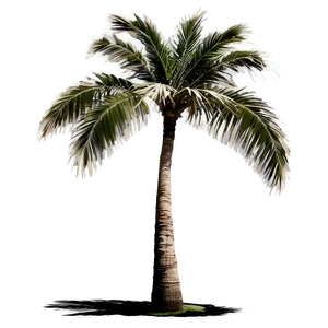 Palm Tree Silhouette Png 73 PNG Image