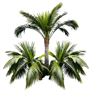 Palmera Garden Paradise Png 06262024 PNG Image