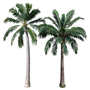 Palms A PNG Image