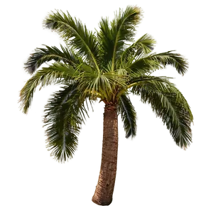 Palms At Dawn Png Lpt PNG Image