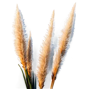 Pampas Grass Sunset Png Ppt41 PNG Image