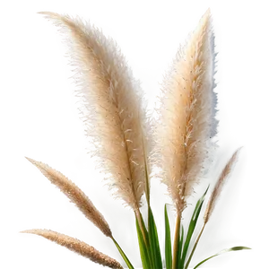 Pampas Grass With Dew Png Lwb16 PNG Image