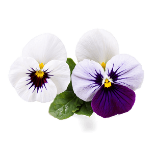 Pansy Closeup PNG 29 PNG