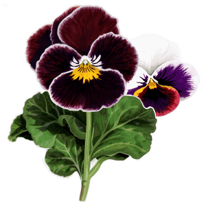 Pansy Cluster PNG sct51 PNG