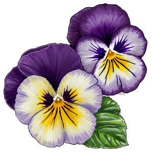 Pansy Fest PNG iaw82 PNG