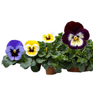 Pansy Field PNG eue PNG