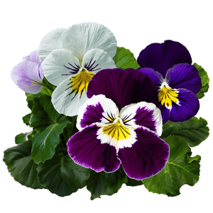 Pansy Field PNG rbm37 PNG