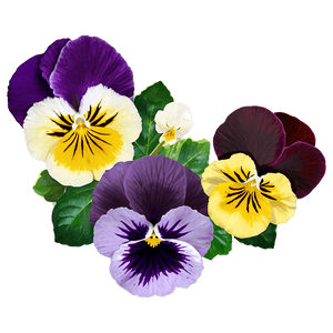 Pansy Flower PNG 82 PNG image with transparent background