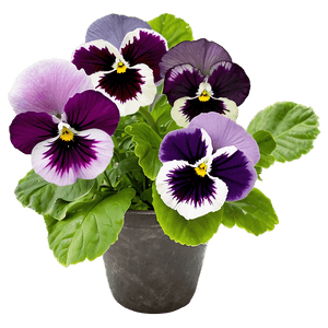 Pansy Flower PNG ckd PNG image with transparent background