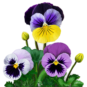 Pansy Garden Scene PNG 85 PNG