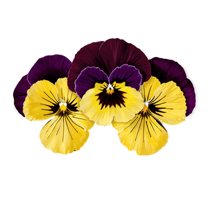 Pansy Illustration PNG 98 PNG