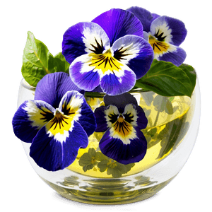 Pansy Infusion PNG 06232024 PNG