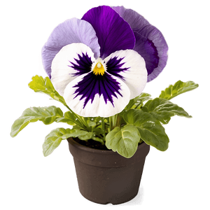 Pansy Under Sunlight PNG ltv95 PNG