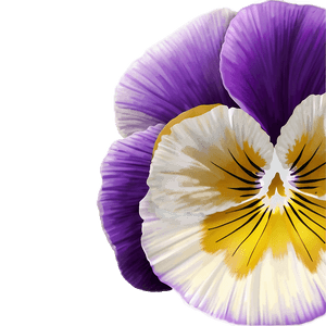 Pansy Vector PNG 06232024 PNG
