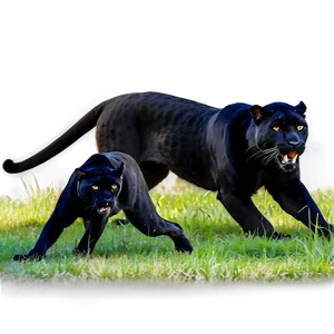 Panthers Hunting Prey Png Cgf13 PNG Image