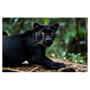 Panthers In National Park Png 13 PNG Image