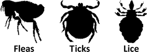Fleas And Ticks Png, Transparent Png PNG