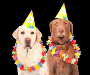 Party Dogs Celebration.jpg PNG image with transparent background