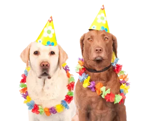 Party Dogs Celebration.jpg PNG Image