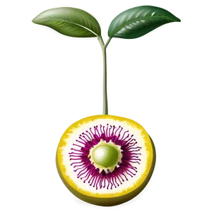 Passion Fruit Flower Blossom Png Qlv PNG Image