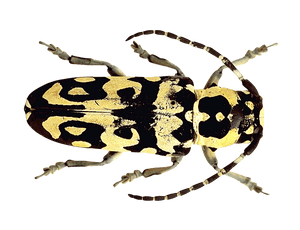 Patterned Beetle Illustration PNG image with transparent background