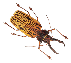 Patterned_ Longhorn_ Beetle_ Transparent_ Background PNG image with transparent background