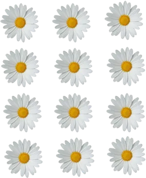 Patternof White Daisieson Gray Background PNG Image