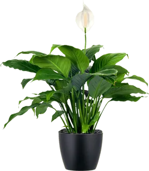 Peace Lily Plantin Black Pot PNG Image