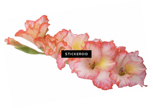 Gladiolus Hd Flowers Nature , Png Download - Gladiolus Transparent Bacjground, Png Download PNG image with transparent background