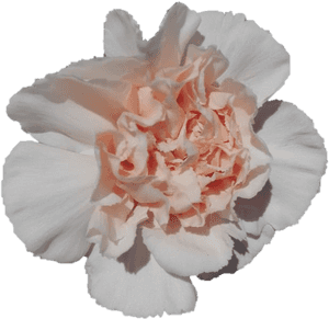 Transparent Carnations Png - Carnation, Png Download PNG image with transparent background