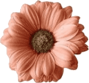 Edit Edits Png Pngs Overlay Overlays Sticker Stickers - Flower Overlays For Edits, Transparent Png PNG image with transparent background