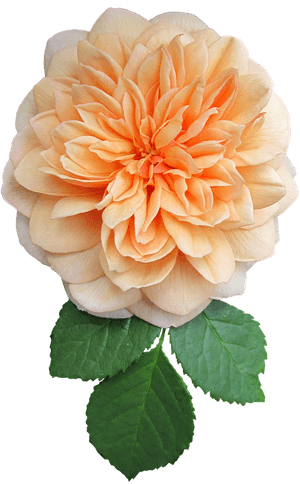 Orange, Flower, Rose, Cut Out - Dahlia, HD Png Download PNG image with transparent background