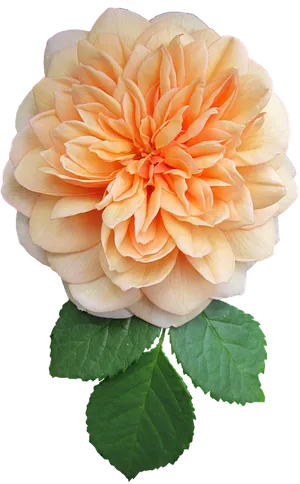 Peach Dahlia Bloom PNG Image