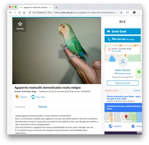 Peach Faced Budgie On Hand.jpg PNG Image