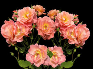 Peach Roses Black Background PNG image with transparent background
