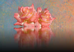 Peach Roses Reflection PNG image with transparent background