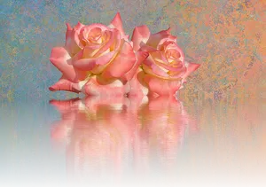 Peach Roses Reflection PNG Image