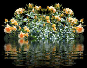 Peach Roses Reflection Water PNG image with transparent background