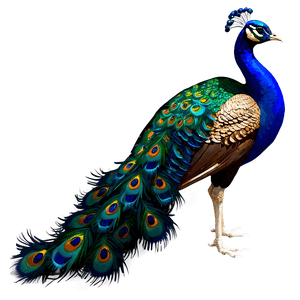 Peacock Beauty Profile PNG 06232024 PNG image with transparent background