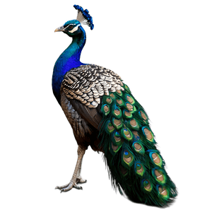 Peacock Beauty Profile PNG ceq93 PNG image with transparent background