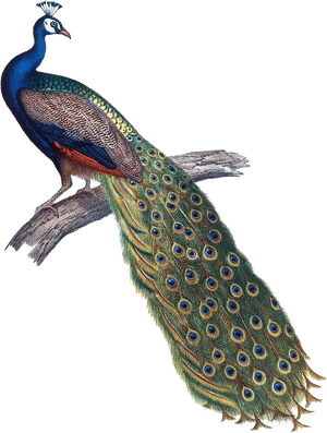 Peacock Clipart Peahen - Indian Peacock Png, Transparent Png PNG image with transparent background